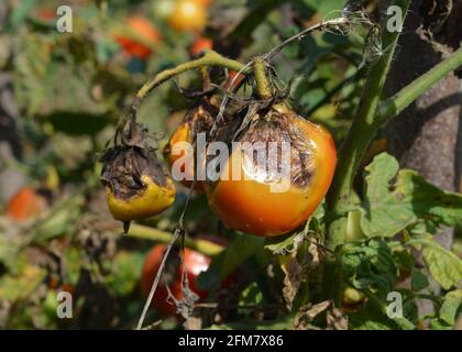 Malattia e trattamento del pomodoro. Una pianta di pomodoro morente con pomodori rossi infettati da una malattia tardiva del pomodoro. Foto Stock