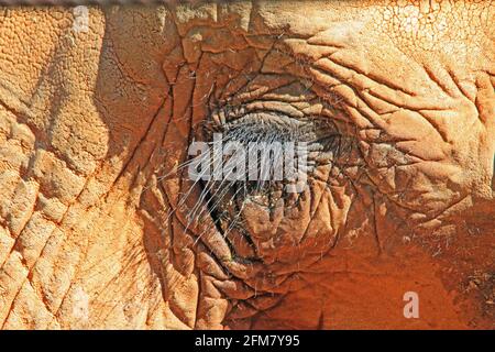 Occhio dell'elefante con le ciglia lunghe Foto Stock