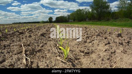 Coltivando mais nel campo di agricoltura. Piantine di mais, germogli che crescono su terreno sabbioso asciutto. Agricoltura primavera paesaggio. Foto Stock