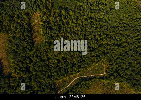 Vista dall'alto delle foreste ucraine nella regione di Rivne, sorvolando il tunnel dell'amore. Nuovo Foto Stock