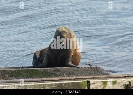 Un raro Walrus, Odobenus rosmarus, giace sulla rampa della stazione di linfa di Tenby, Pembrokeshire, Galles. Foto Stock