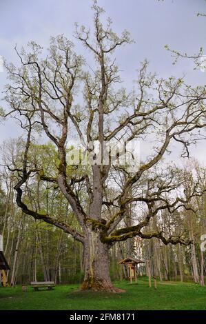 La quercia antica è una delle più grandi querce in Lettonia. Il più antico albero di quercia in Lettonia. Cresce a Seya, Seja. Foto Stock