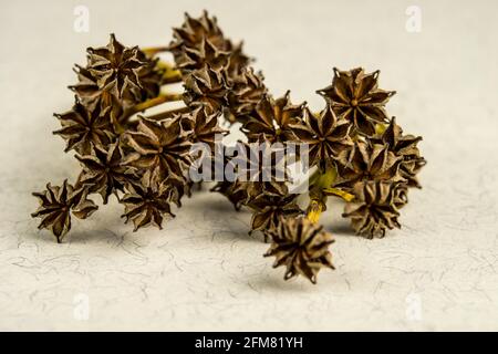 Trochodendron aralioides Foto Stock