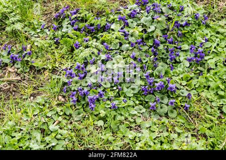 Viola odorata Foto Stock
