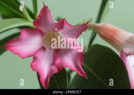 Fiore di Adenium obesum, primo piano, fuoco locale Foto Stock