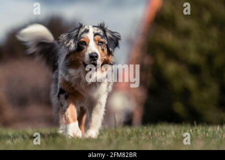 pastore australiano che cammina sul verde gras e cielo blu osservare la profondità di campo della fotocamera bassa Foto Stock