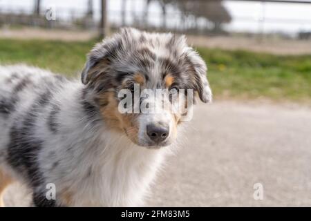 Australiano Shepherd Dog testa cucciolo, il cane tricolore sembra divertente. Visto dalla parte anteriore Foto Stock