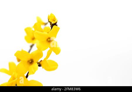 fiore di arbusto forsita, bel fiore giallo su sfondo bianco, forsita intermedia Foto Stock