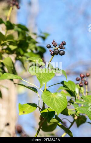 L'elica di Ivy Hedera mostra i frutti neri Foto Stock