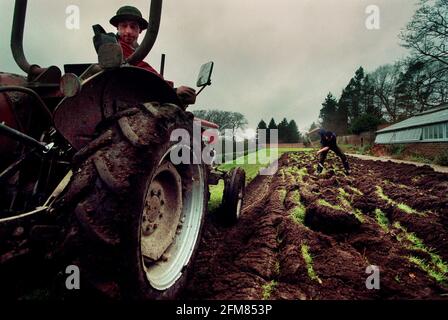 arando il giardino del cucinino alla casa di downs, residenza di darwins. 27/11/00 pilston. Foto Stock