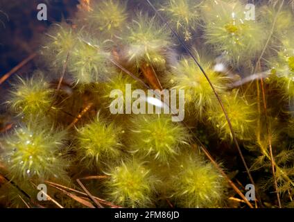 Sphagnum cuspidatum, il boss piume, lo sfintum dentato, o muschio di torba dentato immagine subacquea nel Parco Nazionale di Kemeru Lettonia Foto Stock