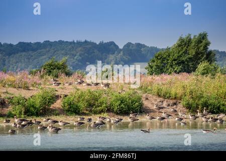 Flock of Greylag Geese (Anser anser) a Shore of Lake, Germania, Europa Foto Stock