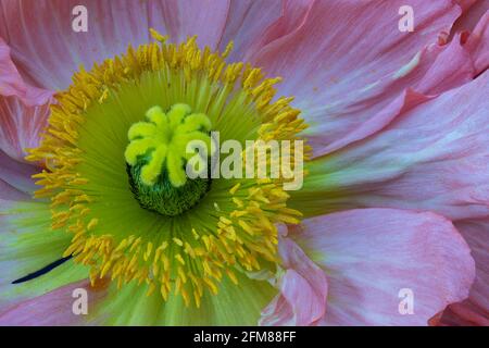 macro vista dall'alto del cuore interno di un singolo fiore di papavero di seta giallo rosa Foto Stock