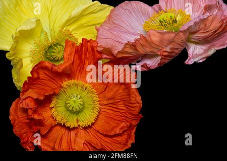 collage in seta satinata con fiori di papavero, fine art still life color macro di un trio di fiori rossi, rosa e gialli, texture dettagliate, sfondo nero Foto Stock