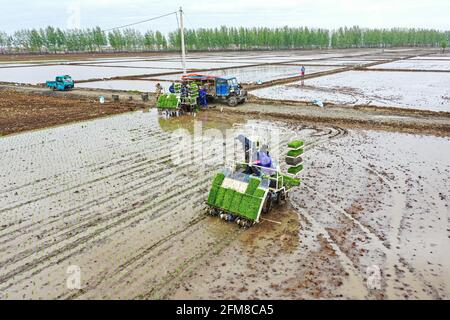 Shenyang, Cina. 7 maggio 2021. Il 7 maggio 2021, Shenyang, Liaoning, nel luogo in cui è stato prodotto il prodotto nazionale di indicazione geografica 'Sujiatun Rice' nel villaggio di Heilintai, Hongling Street, Shenyang, Liaoning, gli agricoltori hanno gestito un trapianto di piantine ad alta velocità per il trapianto di piantine. Meng Xia, tutto cresce. Man mano che la temperatura aumenta gradualmente, gli agricoltori di Shenyang si impadroniscono della stagione agricola e eseguono l'aratura e la semina primaverile. Si tratta di scene affollate, che disegnano immagini di un vibrante aratura primaverile. Credit: SIPA Asia/ZUMA Wire/Alamy Live News Foto Stock