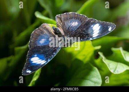 Blue Moon Butterfly maschio (hypolimnas bolina) o comune o grande mosca d'uovo una farfalla blu da vicino le ali si stendono su foglia verde Foto Stock