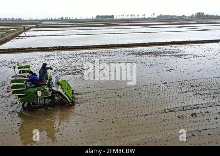 Shenyang, Cina. 7 maggio 2021. Il 7 maggio 2021, Shenyang, Liaoning, nel luogo in cui è stato prodotto il prodotto nazionale di indicazione geografica 'Sujiatun Rice' nel villaggio di Heilintai, Hongling Street, Shenyang, Liaoning, gli agricoltori hanno gestito un trapianto di piantine ad alta velocità per il trapianto di piantine. Meng Xia, tutto cresce. Man mano che la temperatura aumenta gradualmente, gli agricoltori di Shenyang si impadroniscono della stagione agricola e eseguono l'aratura e la semina primaverile. Si tratta di scene affollate, che disegnano immagini di un vibrante aratura primaverile. Credit: SIPA Asia/ZUMA Wire/Alamy Live News Foto Stock