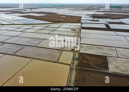 Shenyang, Cina. 7 maggio 2021. Il 7 maggio 2021, Shenyang, Liaoning, nel luogo in cui è stato prodotto il prodotto nazionale di indicazione geografica 'Sujiatun Rice' nel villaggio di Heilintai, Hongling Street, Shenyang, Liaoning, gli agricoltori hanno gestito un trapianto di piantine ad alta velocità per il trapianto di piantine. Meng Xia, tutto cresce. Man mano che la temperatura aumenta gradualmente, gli agricoltori di Shenyang si impadroniscono della stagione agricola e eseguono l'aratura e la semina primaverile. Si tratta di scene affollate, che disegnano immagini di un vibrante aratura primaverile. Credit: SIPA Asia/ZUMA Wire/Alamy Live News Foto Stock