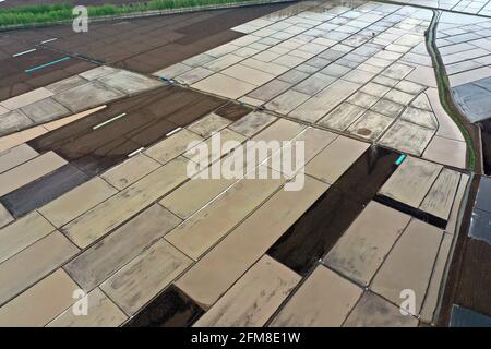 Shenyang, Cina. 7 maggio 2021. Il 7 maggio 2021, Shenyang, Liaoning, nel luogo in cui è stato prodotto il prodotto nazionale di indicazione geografica 'Sujiatun Rice' nel villaggio di Heilintai, Hongling Street, Shenyang, Liaoning, gli agricoltori hanno gestito un trapianto di piantine ad alta velocità per il trapianto di piantine. Meng Xia, tutto cresce. Man mano che la temperatura aumenta gradualmente, gli agricoltori di Shenyang si impadroniscono della stagione agricola e eseguono l'aratura e la semina primaverile. Si tratta di scene affollate, che disegnano immagini di un vibrante aratura primaverile. Credit: SIPA Asia/ZUMA Wire/Alamy Live News Foto Stock