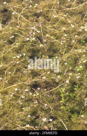 Cabomba caroliniana, fanwort, cabomba verde, pianta acquatica in stagno naturale in Spagna. Foto Stock