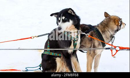 Husky in imbracatura in vacanza a Kamchatka Foto Stock