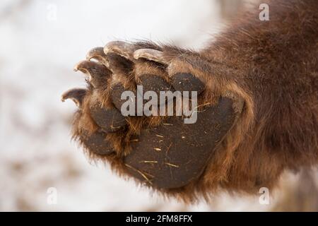 paw con artigli orso bruno Foto Stock