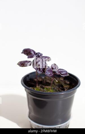 Basilico viola italiano giovane in una pentola nera su sfondo bianco. L'ombra della luce. Cibo sano, condimento di insalata. Basilico giovani pianta nel terreno Foto Stock