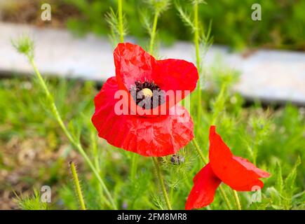 Bombus lucorum o ape bumble dalla coda bianca appena visibile all'interno Un Papaver rhoeas o rosso papavero fiore primo piano Foto Stock
