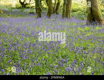 Camborne, Pendarves Wood, 7 maggio 2021, il bagliore violetto di un bosco di mirtilti è un incredibile spettacolo di fiori selvatici che è stato evidente durante una passeggiata attraverso Pendarves Woods a Camborne, Cornovaglia. Come vento e pioggia sono previsti per la prossima settimana, possono scomparire rapidamente. Credit Keith Larby/Alamy Live News Foto Stock