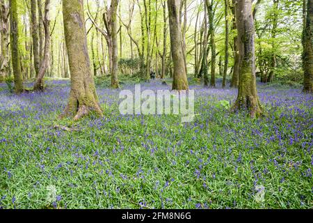 Camborne, Pendarves Wood, 7 maggio 2021, il bagliore violetto di un bosco di mirtilti è un incredibile spettacolo di fiori selvatici che è stato evidente durante una passeggiata attraverso Pendarves Woods a Camborne, Cornovaglia. Come vento e pioggia sono previsti per la prossima settimana, possono scomparire rapidamente. Credit Keith Larby/Alamy Live News Foto Stock
