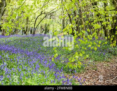 Camborne, Pendarves Wood, 7 maggio 2021, il bagliore violetto di un bosco di mirtilti è un incredibile spettacolo di fiori selvatici che è stato evidente durante una passeggiata attraverso Pendarves Woods a Camborne, Cornovaglia. Come vento e pioggia sono previsti per la prossima settimana, possono scomparire rapidamente. Credit Keith Larby/Alamy Live News Foto Stock