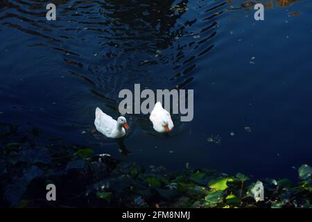 Due anatre che nuotano in un laghetto con colori luminosi sullo sfondo. Riflessione. Foto Stock