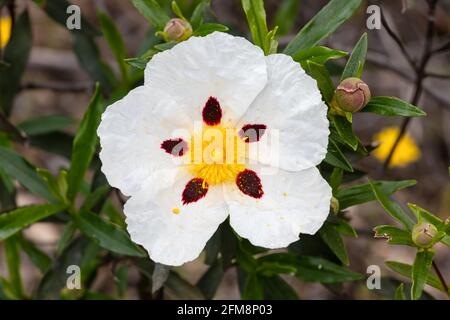 Bianco pietra-rosa con marcature cremisi. Il cistus ladanifer è una pianta fiorente della famiglia delle Cistacee. I nomi comuni includono la gomma rockrose, labda Foto Stock