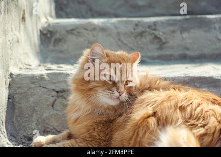 Un gatto vagato che si stese sulle scale all'esterno. Primo piano. Foto Stock