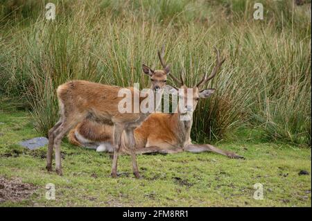 Fotocamera con cervi e fawn Foto Stock