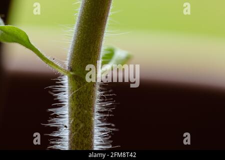 Macro di gambo di pianta di pomodoro soffice. Foto Stock