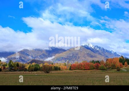 Un paesaggio rurale autunno nell'Isola del Sud della Nuova Zelanda. Una fila di alberi colorati di fronte alle montagne innevate. Fotografato vicino a Arrowtown, Nuova Zelanda Foto Stock