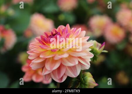 Primo piano con fiori di dahlia freschi di colore rosa, giallo e bianco Foto Stock