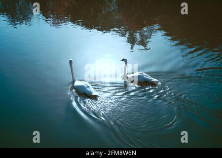 Cigni bianchi che nuotano nello stagno. Foto Stock