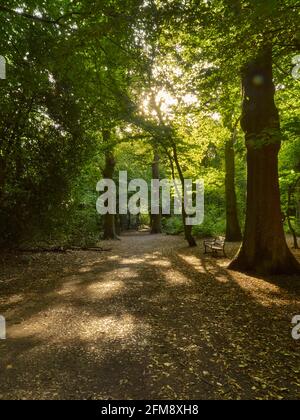 Un percorso attraverso Highgate Woods sotto il sole, invitando a passeggiare ed esplorare il magico bosco tra gli alberi alti e maturi. Foto Stock