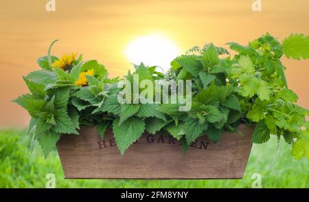 Una miscela di foglie di erbe in una scatola rustica di legno con ortica, dente di leone, celandina. Tramonto. Foto Stock