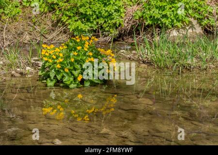 buttercup fiore in un piccolo fiume nel sud della Germania a. inizio primavera Foto Stock