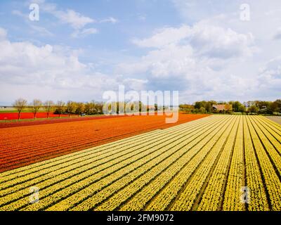 Tulip Field nei Paesi Bassi, colorati campi di tulipani in Flevoland Noordoostpolder Olanda, Dutch Spring viste nei Paesi Bassi, colorati fiori di tulipano in primavera Foto Stock