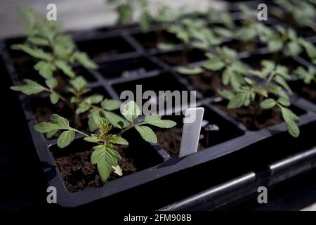 Giovani piante di pomodoro (Solanum lycopersicum) coltivate a partire da semi, in un vassoio di semi crescere il proprio. Assegnazione giardino Foto Stock