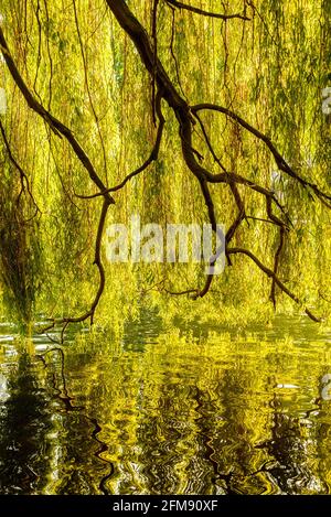 I rami dell'albero riflettono sull'acqua Foto Stock