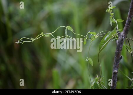 Foglie verdi sul ramo Foto Stock