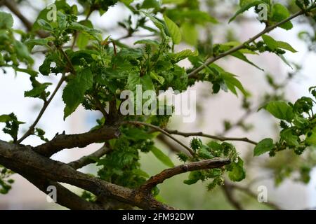 Foglie verdi sul ramo Foto Stock