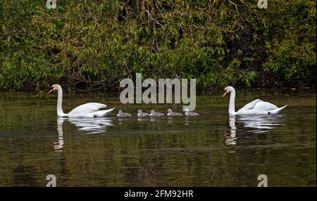 Figgate Park, Edimburgo, Scozia, Regno Unito. 7 maggio 2021. Mute Swan famiglia prosperare al sole prima di un pesante downpour. Foto Stock