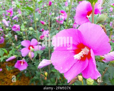 Hibiscus syriacus o Rosa di Sharon Foto Stock
