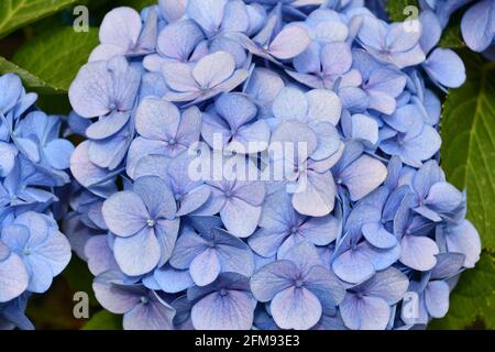 Fiori di hydrangea nel cortile Foto Stock